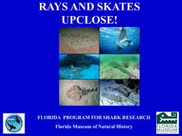 RAYS AND SKATES UPCLOSE!  FLORIDA PROGRAM FOR SHARK RESEARCH Florida Museum of Natural History.