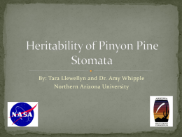 By: Tara Llewellyn and Dr. Amy Whipple Northern Arizona University  Introduction  - Background Information - Hypothesis  Methods and Materials  - Cone collection and.