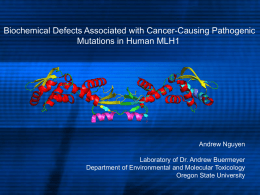Biochemical Defects Associated with Cancer-Causing Pathogenic Mutations in Human MLH1  Andrew Nguyen Laboratory of Dr.