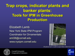 Trap crops, indicator plants and banker plants: Tools for IPM in Greenhouse Production Elizabeth Lamb New York State IPM Program Coordinator for Ornamentals eml38@cornell.edu www.nysipm.cornell.edu All photos by E.