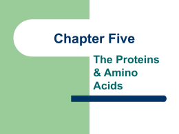 Chapter Five The Proteins & Amino Acids I. What Proteins Are Made of  Amino  Acids  Amine Group – Acid Group – Side Group –   All  protein molecules contain nitrogen atoms.