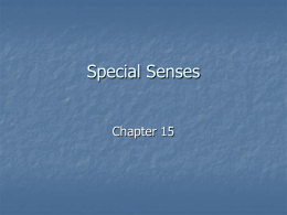 Special Senses Chapter 15 Olfactory: Small patch of olfactory epithelium located on the superior nasal concha that contains three types of tissue: - Olfactory receptors -