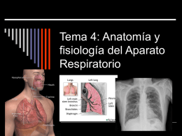 Tema 4: Anatomía y fisiología del Aparato Respiratorio El aparato respiratorio  Vías respiratorias        Fosas nasales Faringe Laringe Tráquea Bronquios Bronquiolos   Pulmones.