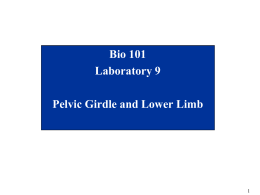 Bio 101 Laboratory 9 Pelvic Girdle and Lower Limb Objectives of Lab • Become familiar with the bones and structures of the – Pelvis (Ilium,