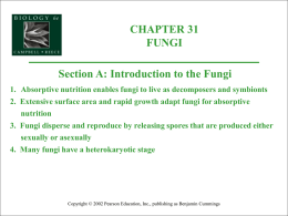 CHAPTER 31 FUNGI  Section A: Introduction to the Fungi 1. Absorptive nutrition enables fungi to live as decomposers and symbionts 2.