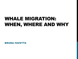 WHALE MIGRATION: WHEN, WHERE AND WHY  BRUNA FAVETTA BALEEN WHALES Long-distance migration Winter in low-latitude areas Summer in high-latitude areas  Migration stress.