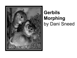 Gerbils Morphing by Dani Sneed 7 Which idea does the author of the selection discuss first? Ο A.