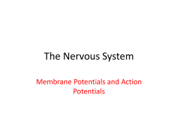 The Nervous System Membrane Potentials and Action Potentials The Nervous System • A network of billions of nerve cells linked together in a highly.