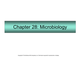 Chapter 28: Microbiology  Copyright © The McGraw-Hill Companies, Inc. Permission required for reproduction or display.