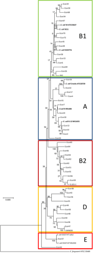 Ecor29  Ecor30 17  Ecor68 Ecor34 Ecor67  E. coli W ATCC9637 43  E. coli SE11 Ecor70 62  B1  Ecor72 Ecor45  Ecor28 64  E. coli E24377A Ecor58 Ecor15 99  Ecor6 Ecor69 Ecor26 83  IAI1  Ecor16  E. coli Crooks ATCC8739  Ecor22  Ecor17 A  Ecor7 39  Ecor4  Ecor31  E.coli B REL606  53 34  Ecor24 Ecor18  E.