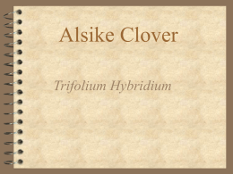 Alsike Clover Trifolium Hybridium Origin  Cultivated in Sweden as early as 1750  Came to North America in about 1834  Important legume.