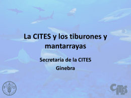 La CITES y los tiburones y mantarrayas Secretaría de la CITES Ginebra Los Apéndices de la CITES y los tiburones.