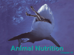 Animal Nutrition  Chapter 41 Animals are Heterotrophs A nutritionally balanced diet must satisfy 3 main needs:  •  Fuel or chemical energy  •  Organic raw materials for biosynthesis (food containing carbon to make carbon skeletons)  •  Essential.