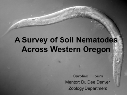 A Survey of Soil Nematodes Across Western Oregon  Caroline Hilburn Mentor: Dr. Dee Denver Zoology Department.