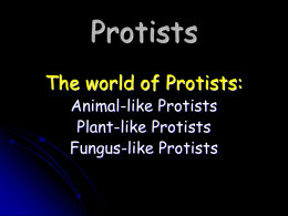 Protists The world of Protists: Animal-like Protists Plant-like Protists Fungus-like Protists Protist Diversity  200,000  species come in different shapes, sizes, and colors  All are eukaryotes – have.