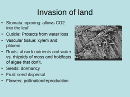 Invasion of land • Stomata: opening: allows CO2 into the leaf • Cuticle: Protects from water loss • Vascular tissue: xylem and phloem • Roots: absorb.