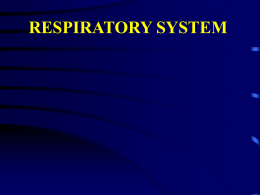 RESPIRATORY SYSTEM I. Respiratory system - General purpose and structure  A.