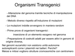 Organismi Transgenici - Alterazione del genoma tramite tecniche di manipolazione del DNA - Metodo diverso rispetto all’induzione di mutazioni - Le mutazioni indotte avvengono.