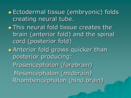  Ectodermal  tissue (embryonic) folds creating neural tube.  This neural fold tissue creates the brain (anterior fold) and the spinal cord (posterior fold)  Anterior.