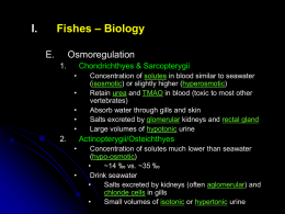 Fishes – Biology  I. E.  Osmoregulation 1.  Chondrichthyes & Sarcopterygii • • • • •  2.  Concentration of solutes in blood similar to seawater (isosmotic) or slightly higher (hyperosmotic) Retain urea and TMAO in.