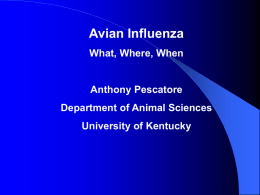 Avian Influenza What, Where, When  Anthony Pescatore Department of Animal Sciences University of Kentucky.