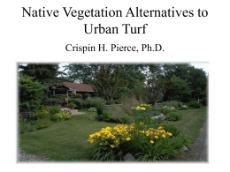Native Vegetation Alternatives to Urban Turf Crispin H. Pierce, Ph.D. Why Consider Alternatives to Turf? • Turf is wasteful of valuable natural resources. • Turf.