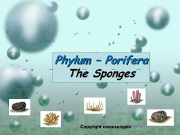 Phylum – Porifera The Sponges  Copyright cmassengale Taxonomy • Kingdom – Animalia • Subkingdom – Parazoa (lacks tissues) • Phylum – Porifera (pores)