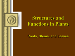 Structures and Functions in Plants Roots, Stems, and Leaves Specialized Plant Cells There are three types of cell found in plants that are arranged differently.