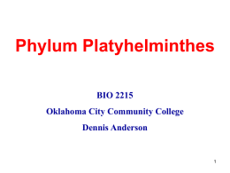Phylum Platyhelminthes BIO 2215 Oklahoma City Community College  Dennis Anderson Phylum Platyhelminthes • • • • •  Flat worms Triploblastic Acoelomate Bilateral symmetry Hermaphroditic – Monoecious  • One opening for digestive system • Paired lateral nerve cords &