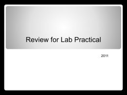 Review for Lab Practical Phylum Echinodermata • Radial symmetry; spiny skin; water vascular system • Anatomy: madreporite, stone canal, circular canal, radial canals, tube.