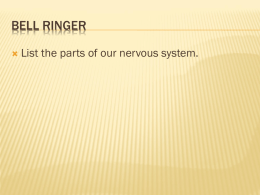BELL RINGER   List the parts of our nervous system. NERVOUS SYSTEM.