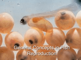 General Concepts in Fish Reproduction General Considerations • • • • •  Natural habitat of species Body size and first parity Annual vs.