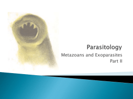 Metazoans and Exoparasites Part II Three Classes Trematodes (flukes-flat worms) Cestodes (tape worms) Nematodes (round worms)