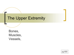 The Upper Extremity Bones, Muscles, Vessels,  pg 650 pg 654  Bones      30 bones!!!! Appendicular skeleton Pectoral girdle     Allows for mobility     Glenoid cavity Attachments  Upper extremity:   Arm     Forearm     Radius, ulna (interosseous membrane)  Hand     humerus  Carpals, metacarpals, phalanges  Review bones and.