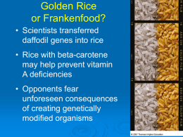 Golden Rice or Frankenfood? • Scientists transferred daffodil genes into rice • Rice with beta-carotene may help prevent vitamin A deficiencies • Opponents fear unforeseen consequences of creating genetically modified.