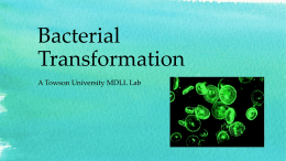 Bacterial Transformation A Towson University MDLL Lab Meet Alba the GFP Bunny, and...  ...the Spider Goat! What do you think of animals that have.