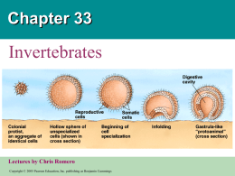 Chapter 33  Invertebrates  PowerPoint Lectures for Biology, Seventh Edition Neil Campbell and Jane Reece  Lectures by Chris Romero Copyright &copy; 2005 Pearson Education, Inc.