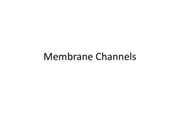 Membrane Channels The Cell Membrane is Selective • Criteria for passage through the phospholipid bilayer: 1.