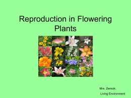 Reproduction in Flowering Plants  Mrs. Zemcik Living Environment Flower • Sexual reproductive structure • Produces egg and sperm • Fertilization takes place inside the flower.