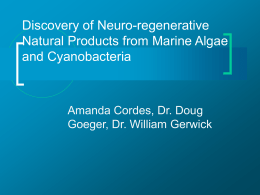 Discovery of Neuro-regenerative Natural Products from Marine Algae and Cyanobacteria  Amanda Cordes, Dr.