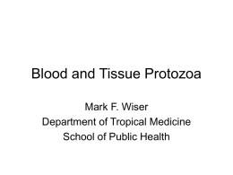 Blood and Tissue Protozoa Mark F. Wiser Department of Tropical Medicine School of Public Health.