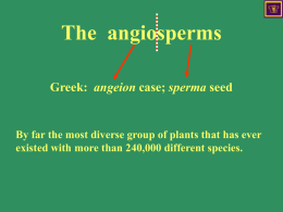 The angiosperms Greek: angeion case; sperma seed  By far the most diverse group of plants that has ever existed with more than 240,000