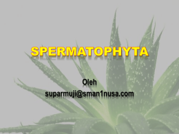 Oleh suparmuji@sman1nusa.com Mendefinisikan Spermatophyta Menjelaskan Ciri-ciri Spermatophyta Menjelaskan Pembagian Anggota Spermatophyta  Kelompok  Menjelaskan Manfaat dari Spermatophyta  dan.