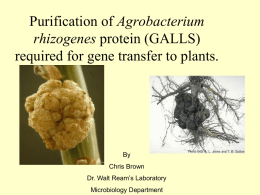 Purification of Agrobacterium rhizogenes protein (GALLS) required for gene transfer to plants.  By Chris Brown  Dr.