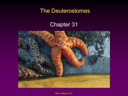 The Deuterostomes Chapter 31  Mader: Biology 8th Ed. Outline •  •  Echinoderms Chordates – Invertebrates – Vertebrates  Fishes  Amphibians  Retiles  Birds  Mammals Mader: Biology 8th Ed.