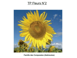 TP Fleurs N°2  Famille des Composées (Astéracées) Réceptacle  Leucanthemum vulgare. (Grande marguerite).