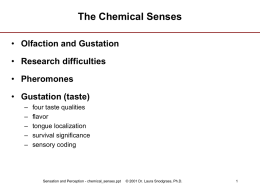The Chemical Senses • Olfaction and Gustation  • Research difficulties • Pheromones • Gustation (taste) – – – – –  four taste qualities flavor tongue localization survival significance sensory coding  Sensation and Perception - chemical_senses.ppt  ©
