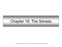 Chapter 18: The Senses  Copyright © The McGraw-Hill Companies, Inc. Permission required for reproduction or display.