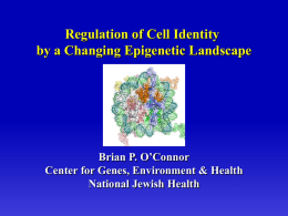 Regulation of Cell Identity by a Changing Epigenetic Landscape  Brian P. O’Connor Center for Genes, Environment & Health National Jewish Health.
