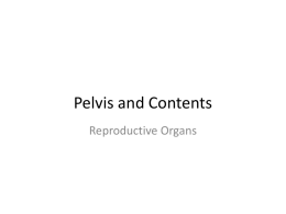 Pelvis and Contents Reproductive Organs Bones of the Pelvis  •Pelvic / hip girdle –Function:  •Attaches the lower limbs to spine •Supports the viscera of the.